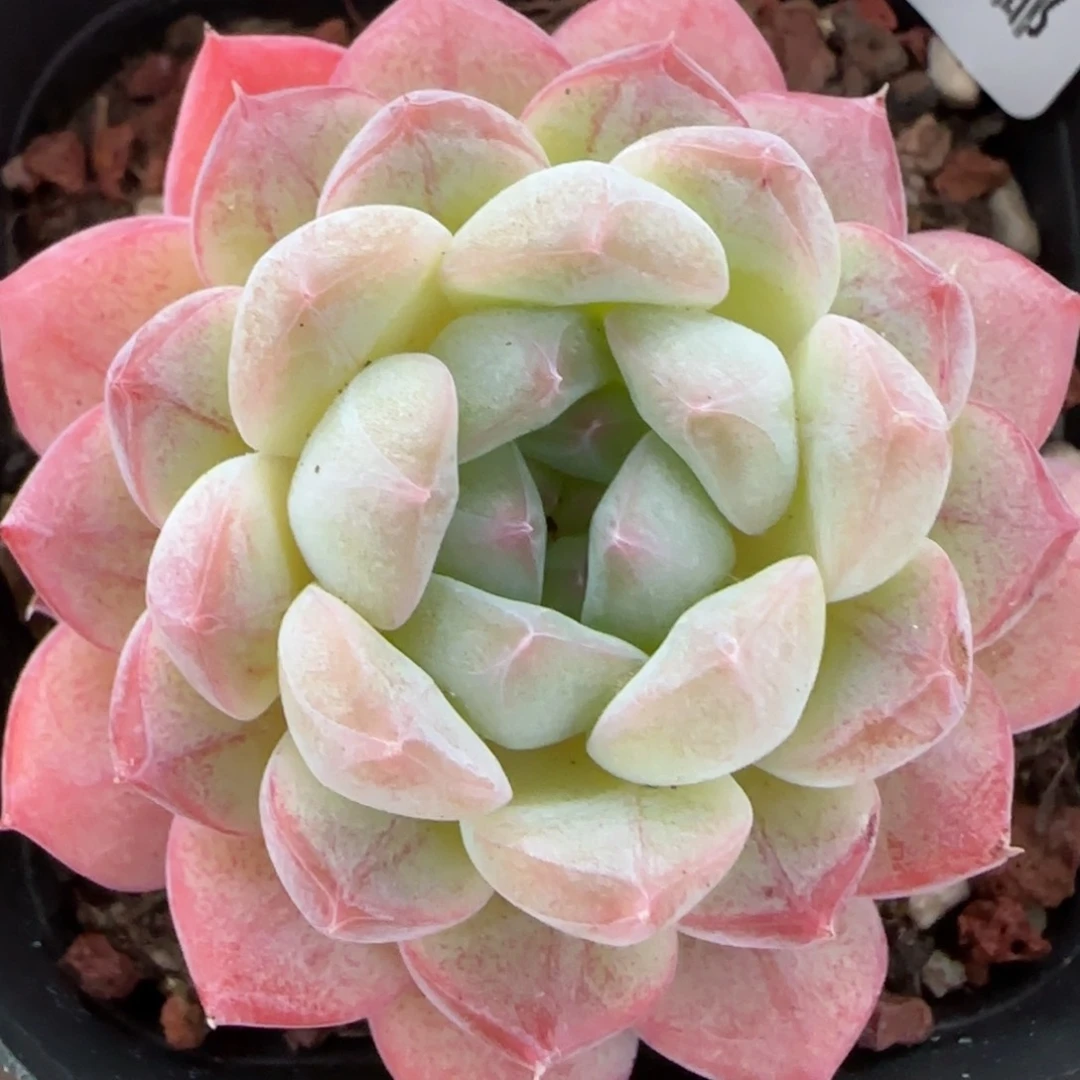 花语逸镜0203-732