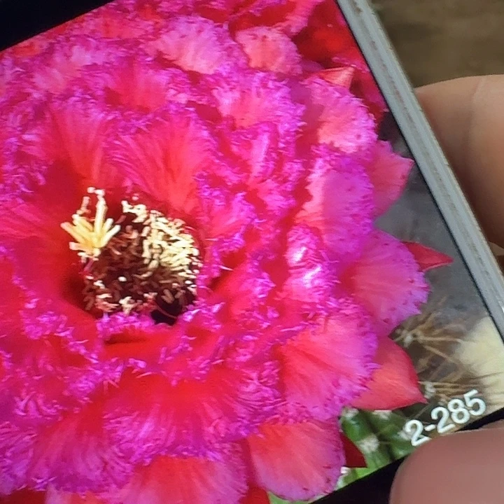 3-285 侧芽5公分左右毛花柱（20包邮）