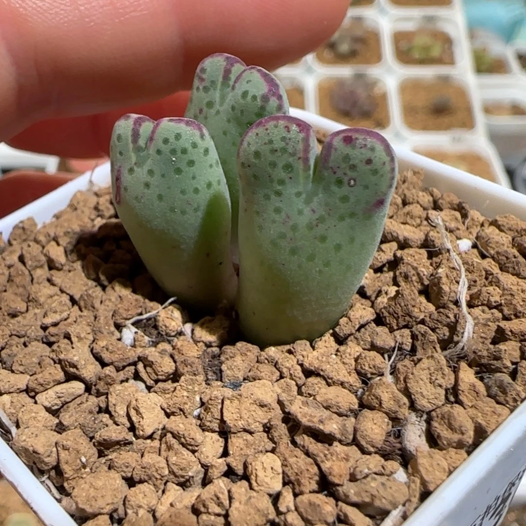 肉锥多肉植物百科-斑马430