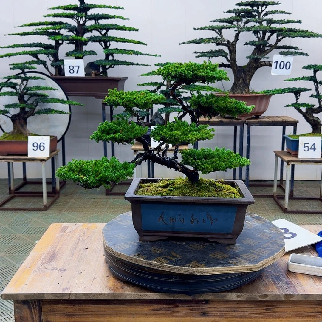 无花朵柏树造型盆景