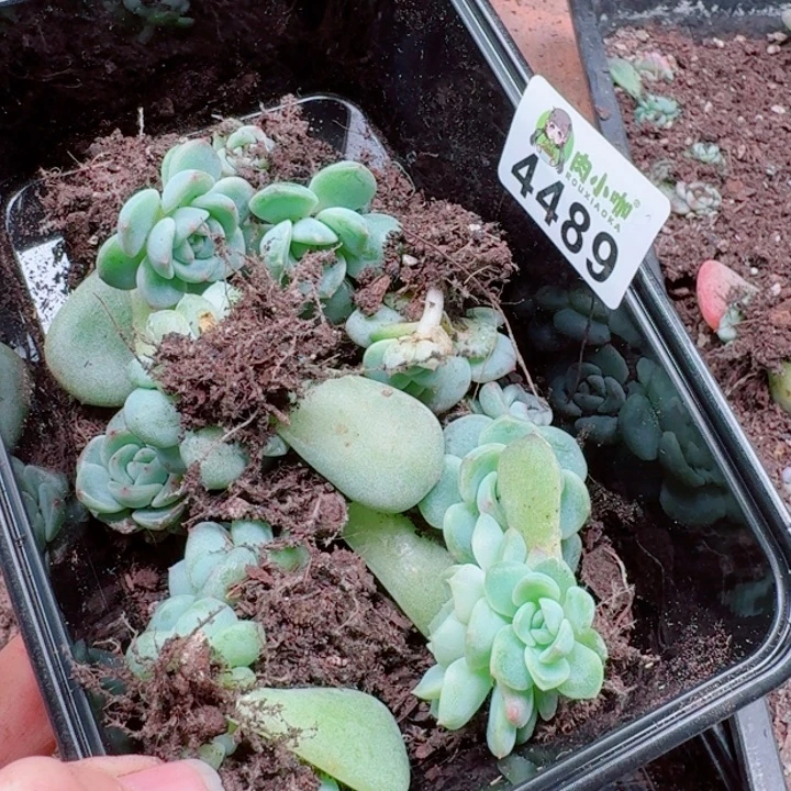 大***妮多肉植物多肉植物多肉植物