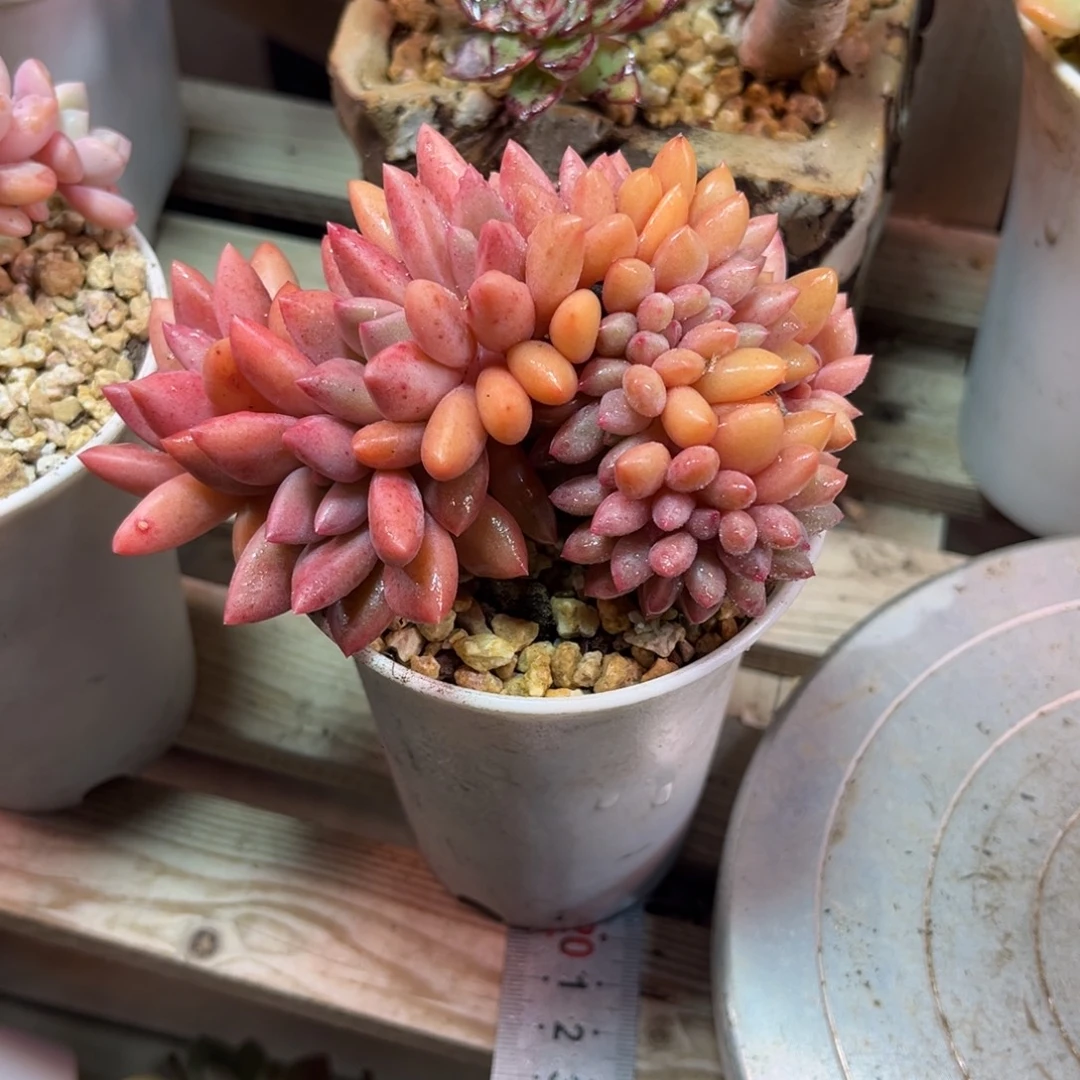 桃花源缀多肉植物funvjinn