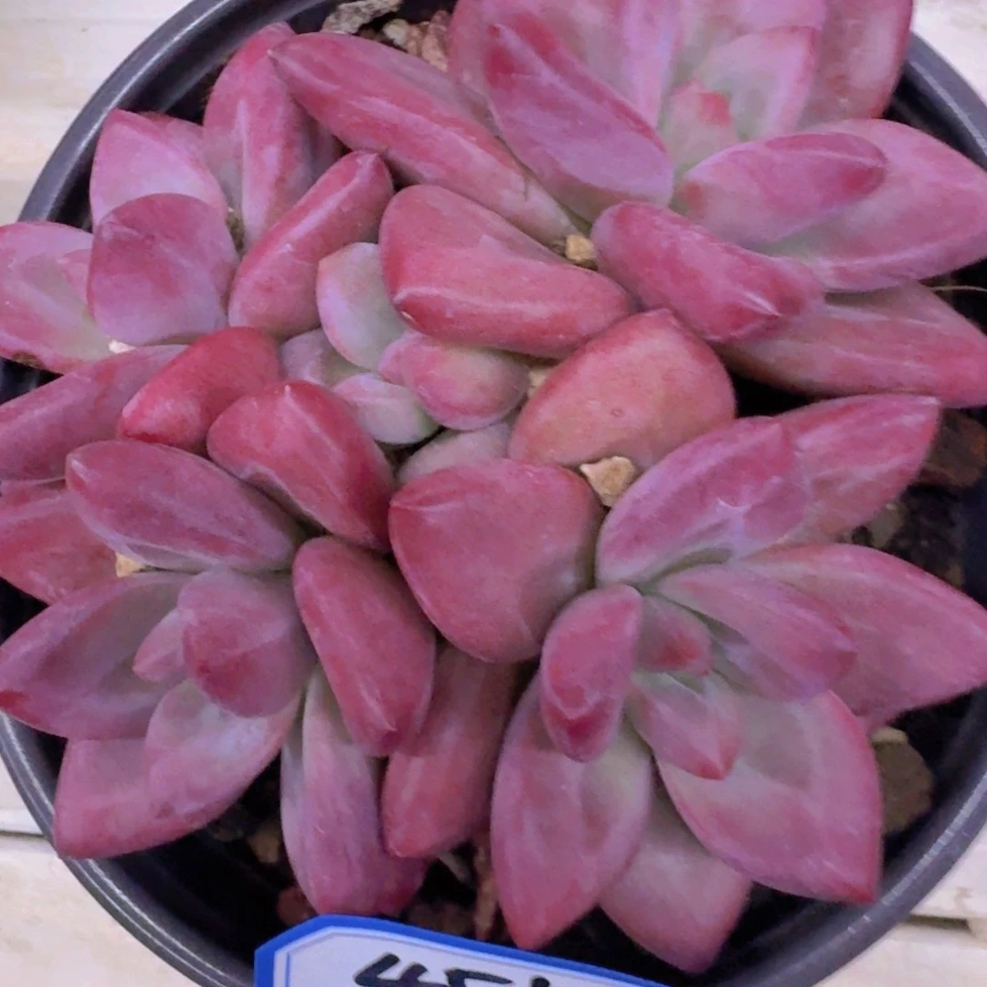 451赫菲斯托凡艺多肉