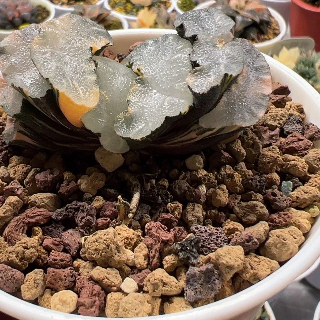 白熊玉扇锦111111111111111111