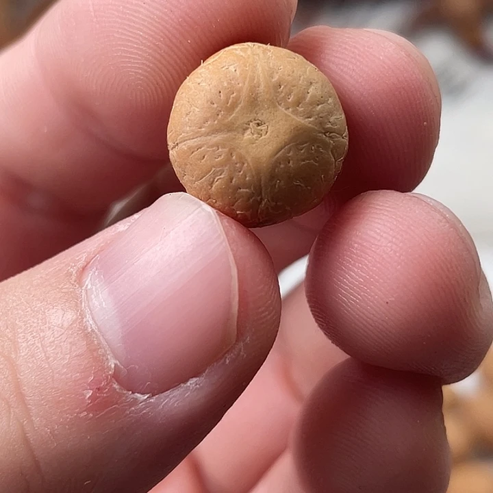 凤眼菩提吊坠尼泊尔小凤眼