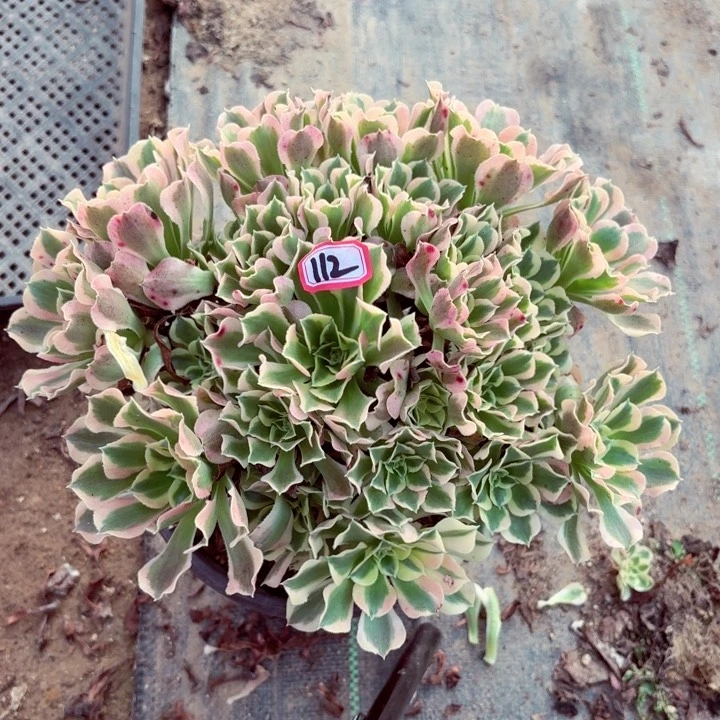 白凤法师多肉112，