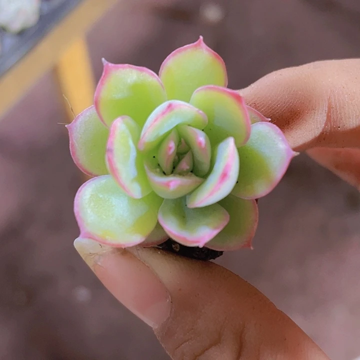 71精品侧影2颗一组