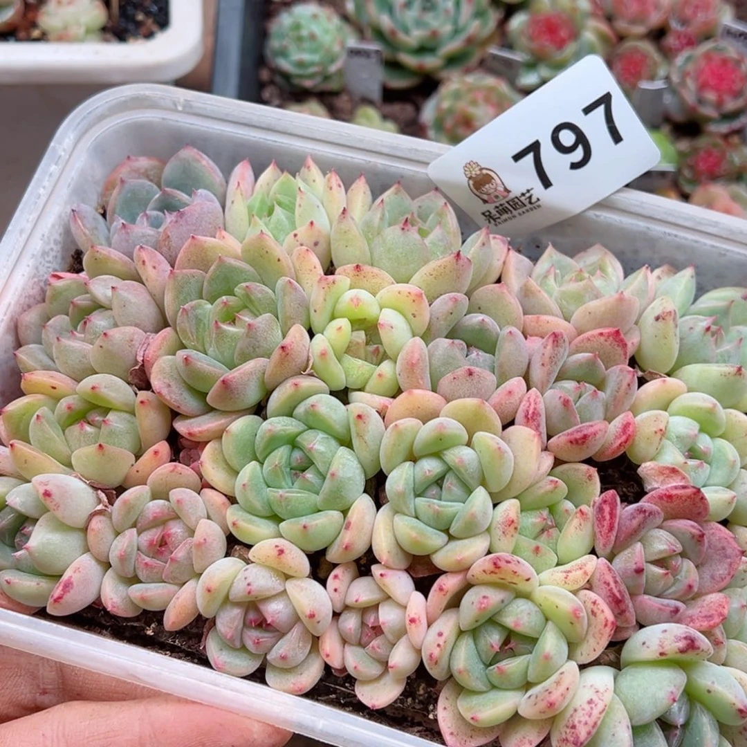 多肉植物多肉植物