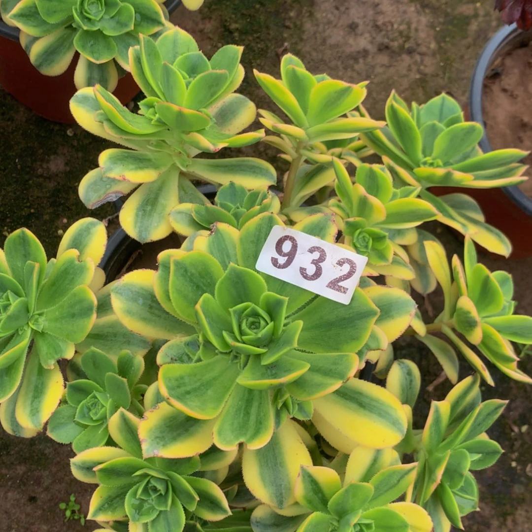 【闪购商品】932星爆多肉