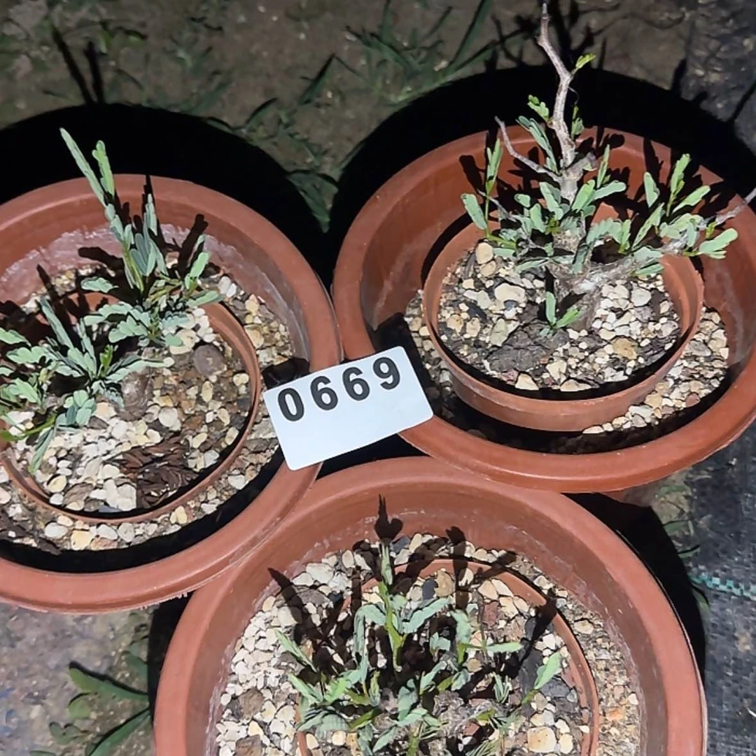 【闪购商品】小*块根植物