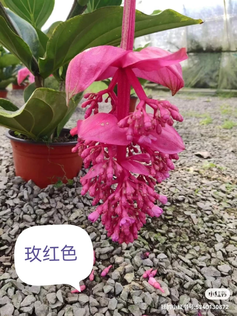 宝莲灯大盆带花苞室内高档花卉盆栽植物绿植小苗