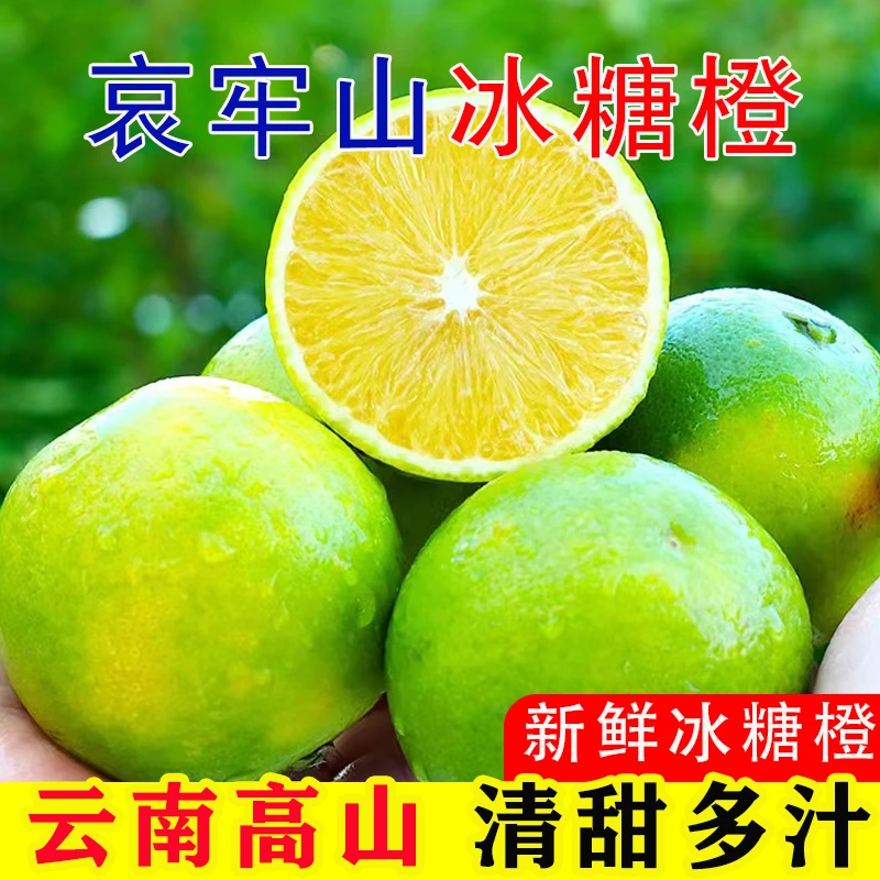 云南哀牢山冰糖橙当季新鲜水果手剥橙现摘现发甜爆汁产地直发