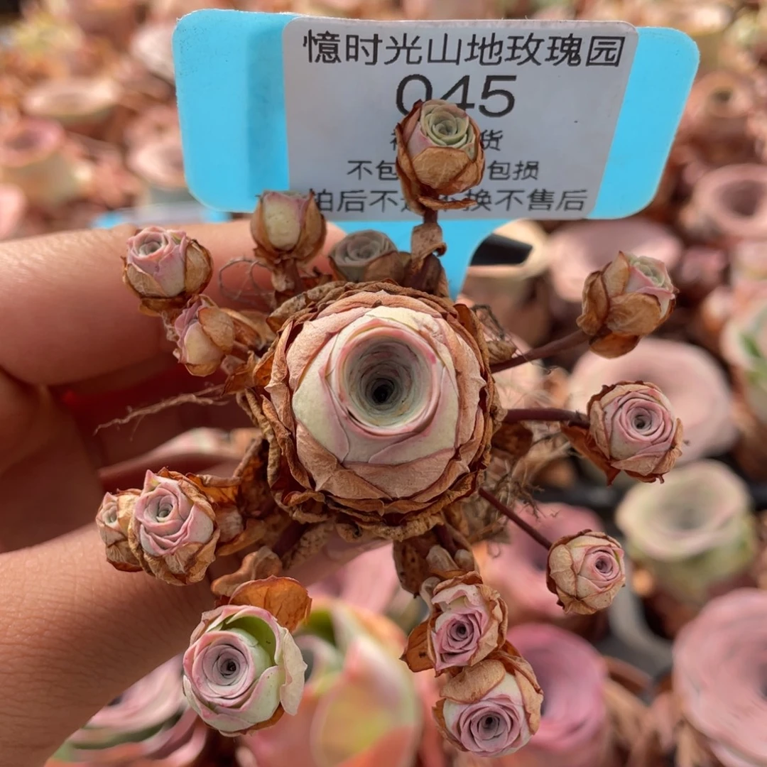 山地玫瑰045断枝不包损不售后