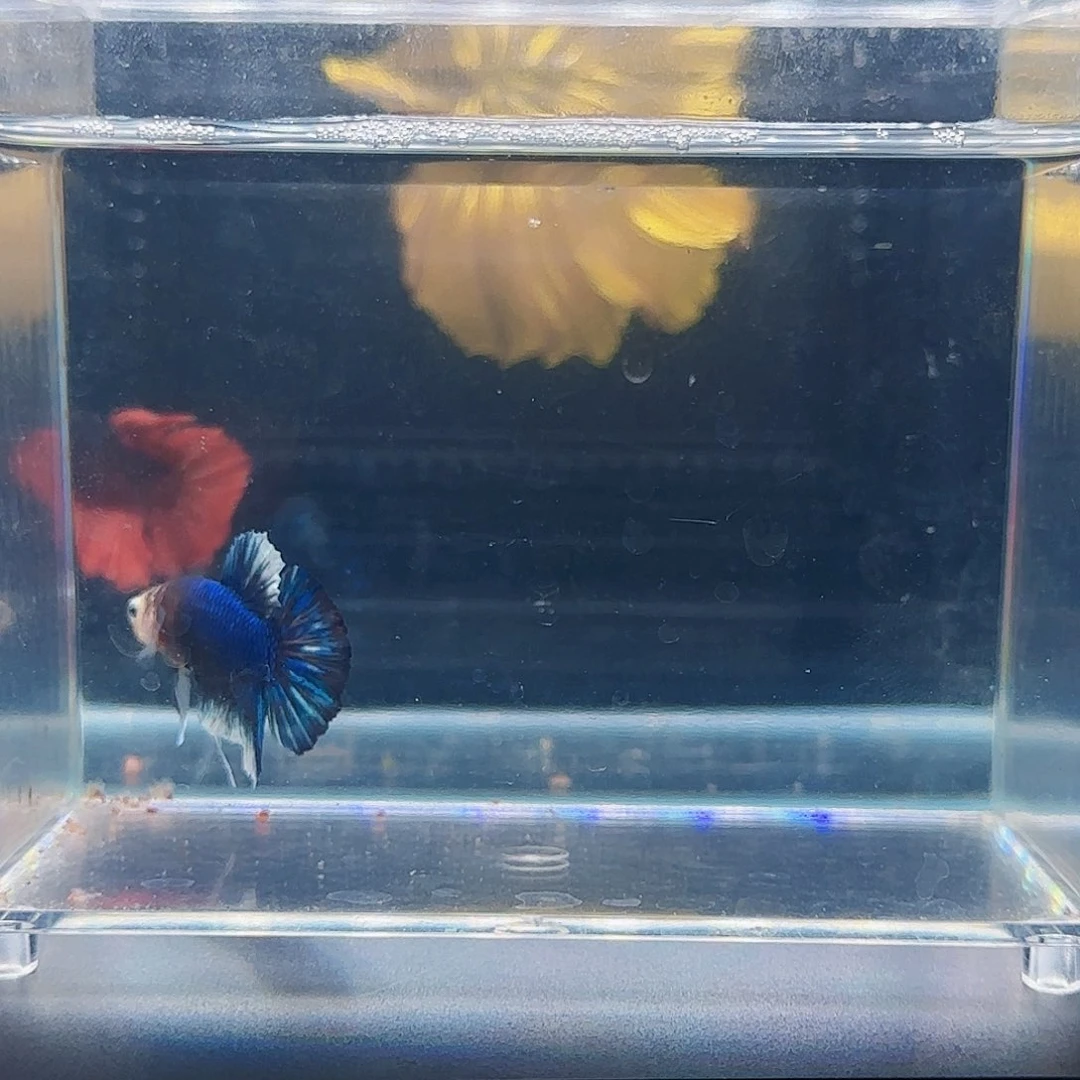 斗鱼活体观赏鱼好养耐活