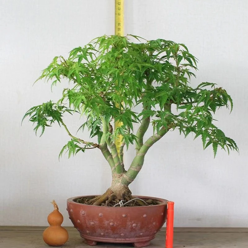 鸡爪槭 唐枫 各种提根 矮霸 怪桩 坨坨桩【一物一拍】