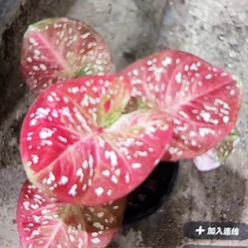 717-0605Super star泰国发货