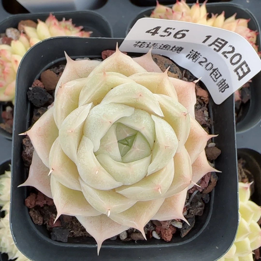 花语逸境0120-456