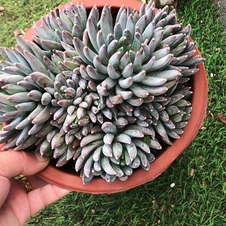 魔幻森林多肉植物