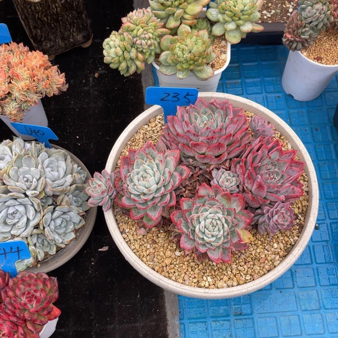 伊*陈235卡多肉植物