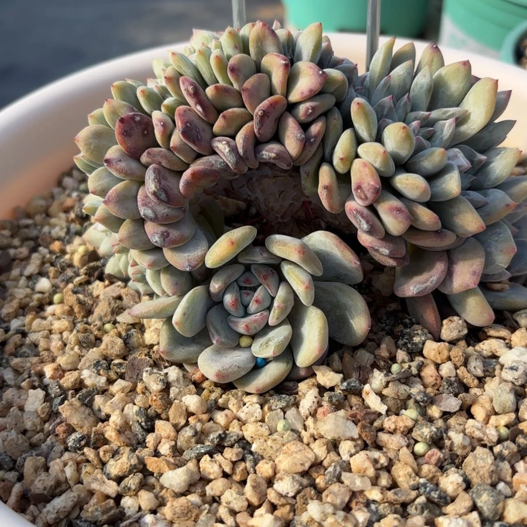 叶插星影缀化，一物一拍。