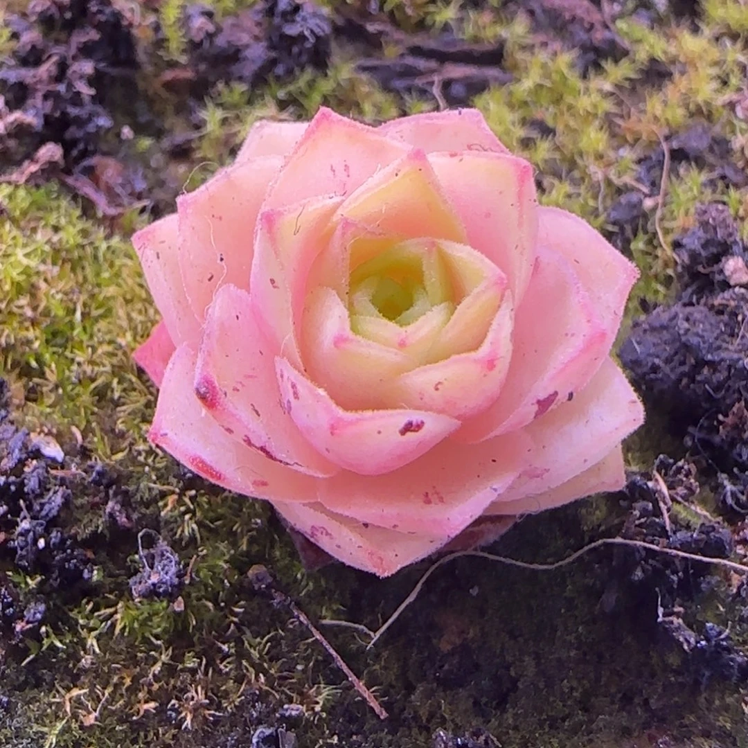 L675半城玫瑰蕾Ａ００１不含盆土