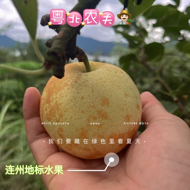 长寿之乡连州潭岭水晶梨之新世纪梨皮薄肉脆多汁甜爽脆解暑解渴