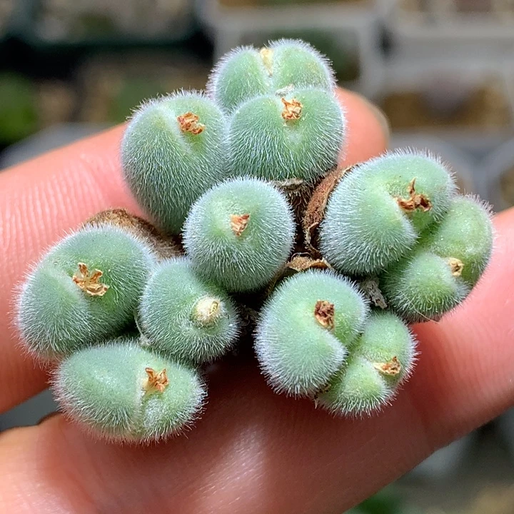 精品多肉植物精品小美毛球