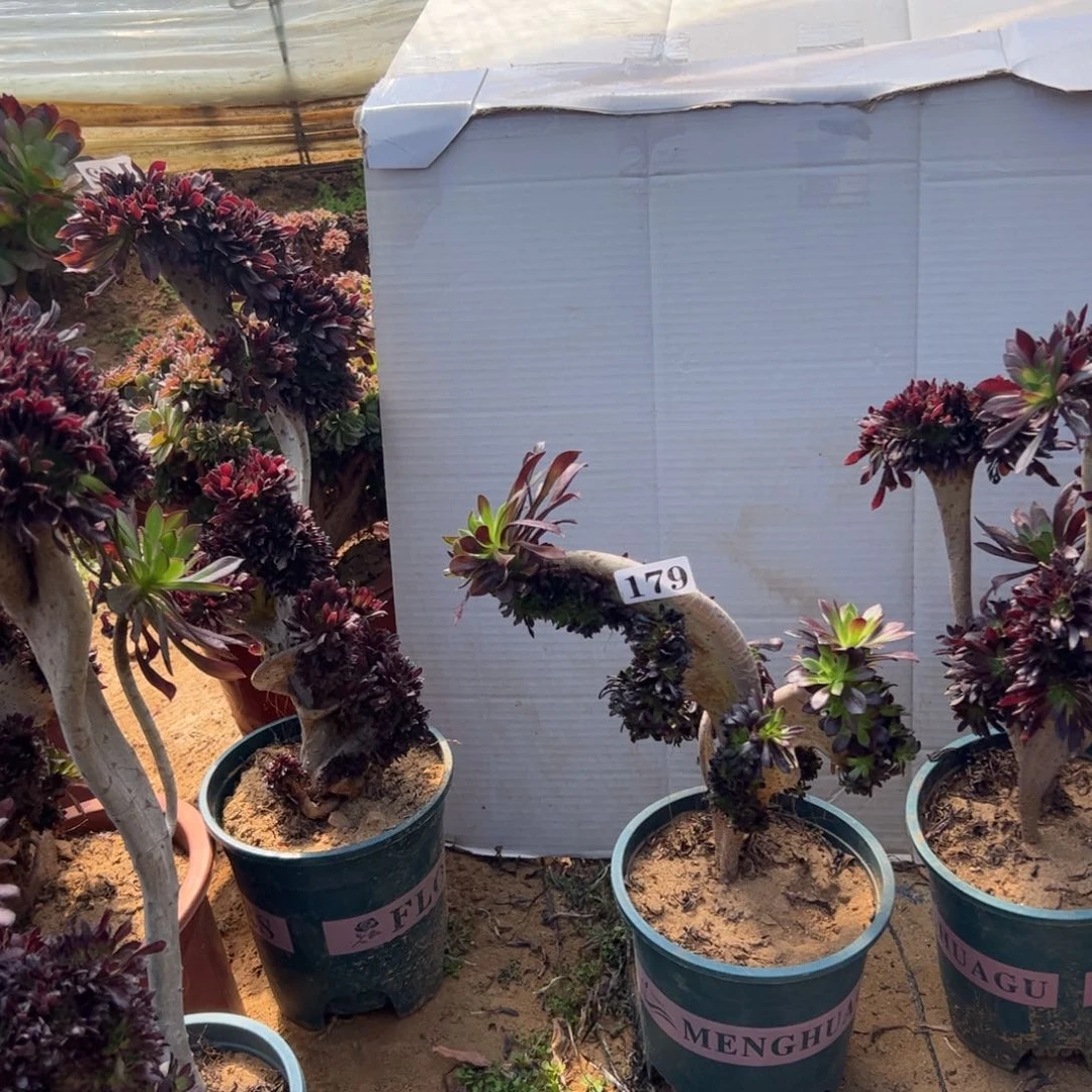 m*y有伤黑缀179高24