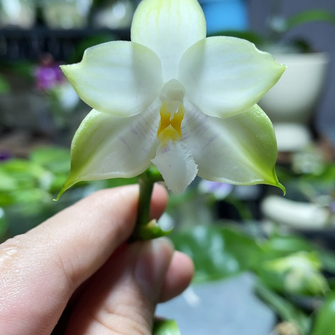 完全开放15叶瑕花期不保