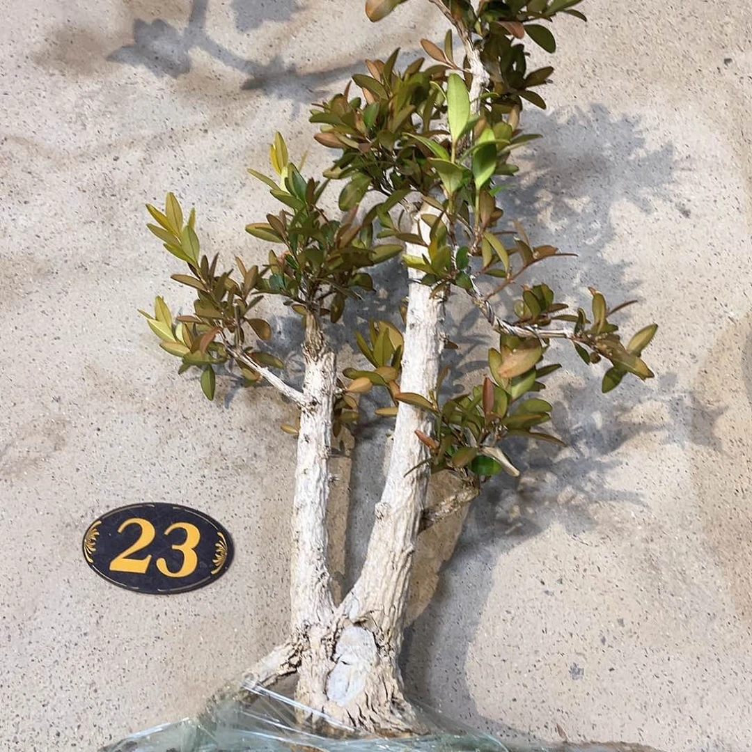 红陶谭*一起为梦想而加油啊