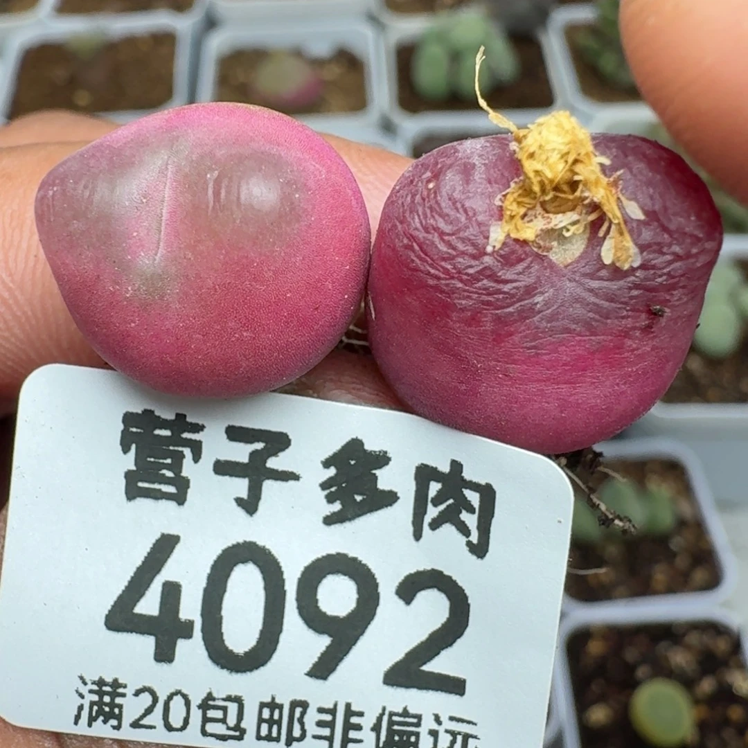 两颗                 毛