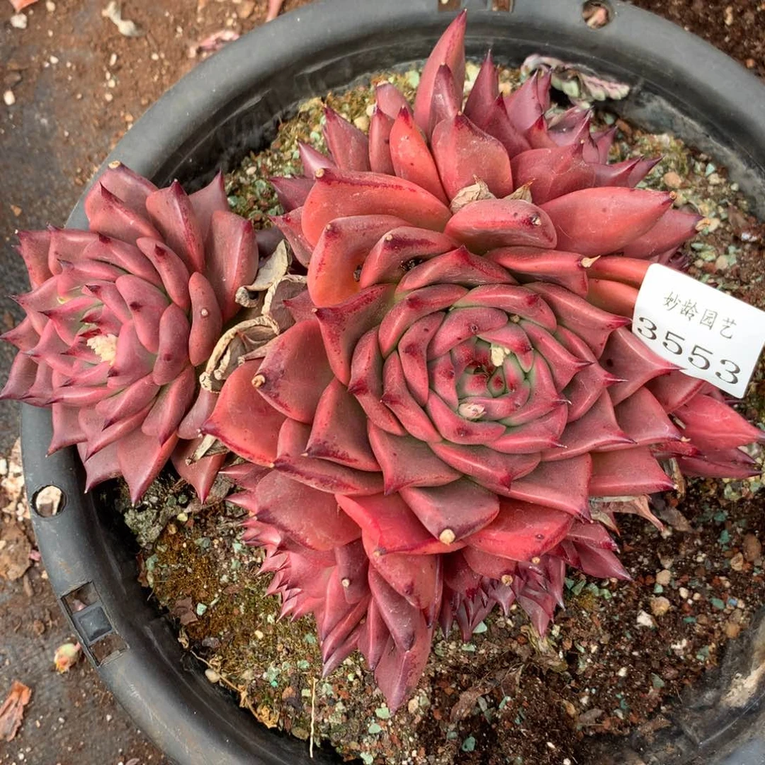 3553杂交精品基地18厘米