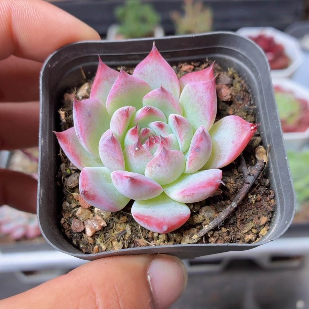 吉娃娃多肉9.9包邮发货