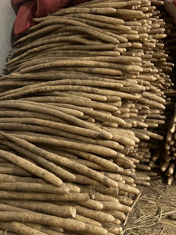 【彦之农品】蠡县正宗小白嘴山药新鲜现发（80公分特大果）