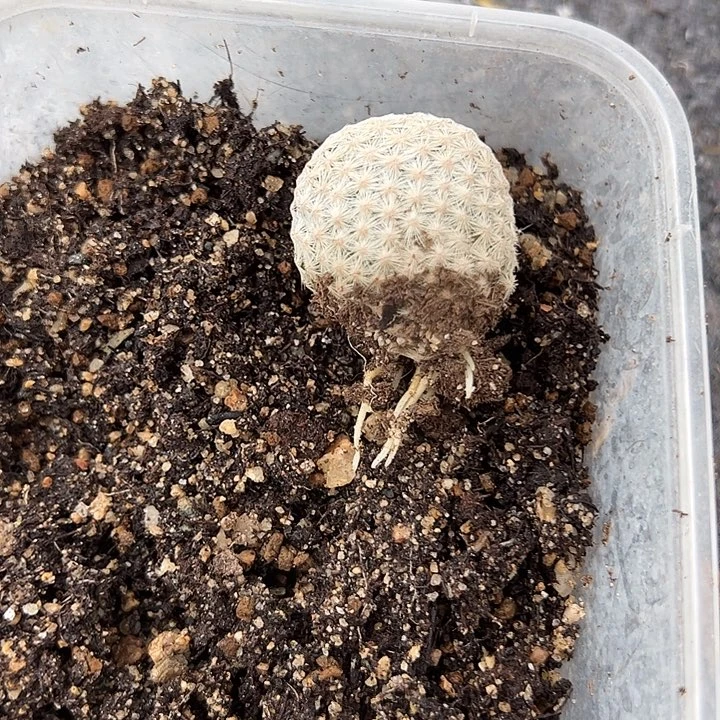 M*-仙人球白鸟侧牙自跟