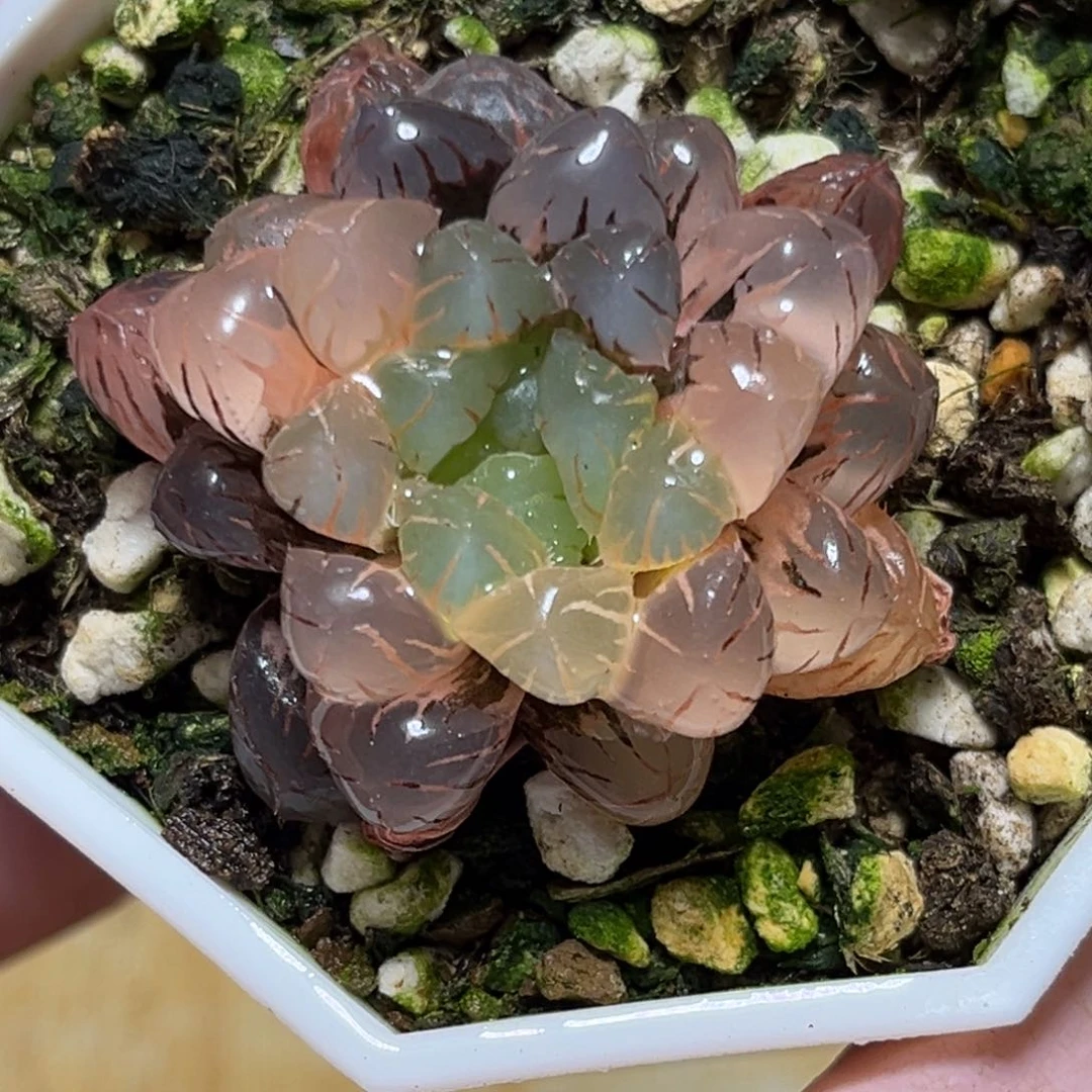 半**殇恭喜发财大吉大利0120