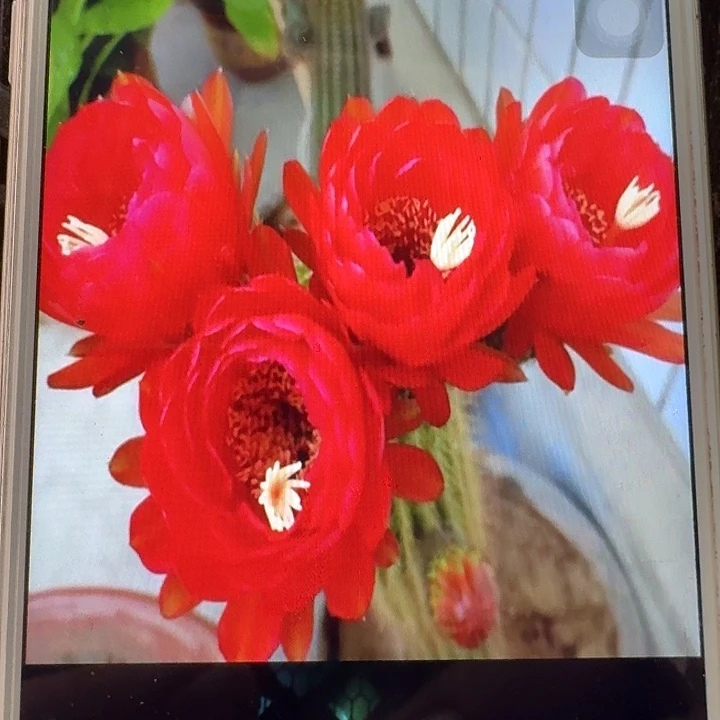 樱桃红侧芽5公分毛花柱