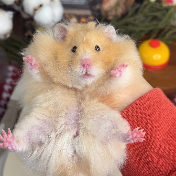 肉桂弟弟173g7个月