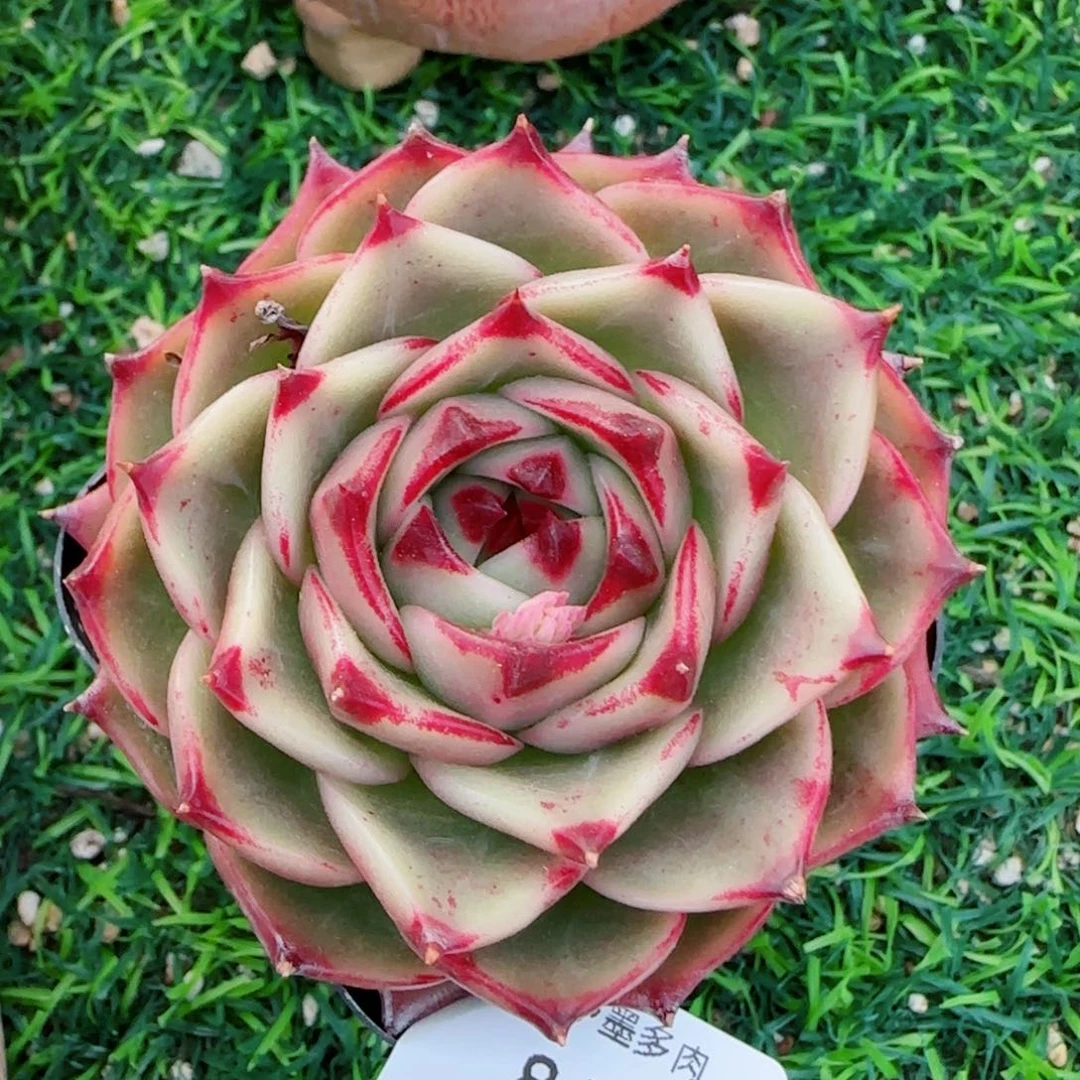 蓝龙，8404多肉植物