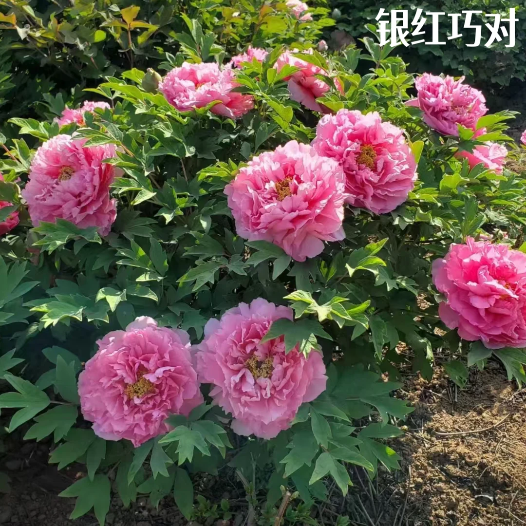 牡丹【银红巧对】秋季发货