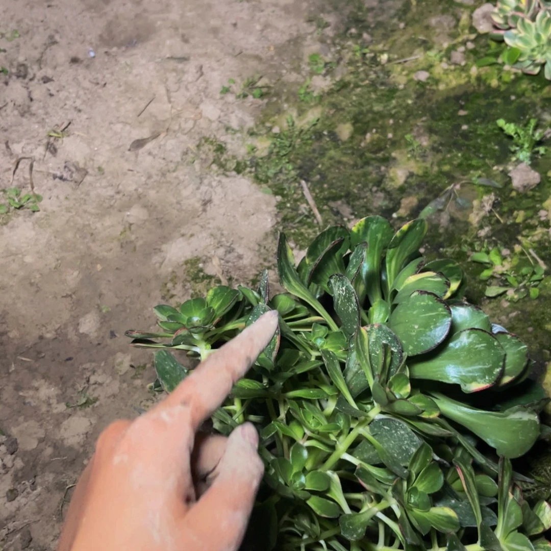 彩蝶多肉植物捧花的