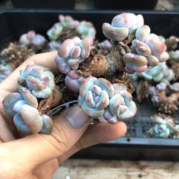 星影石榴籽福利出咯 259