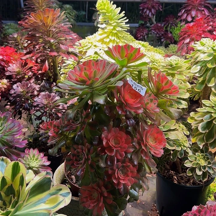 z***3156妖桩多肉法师锦1111