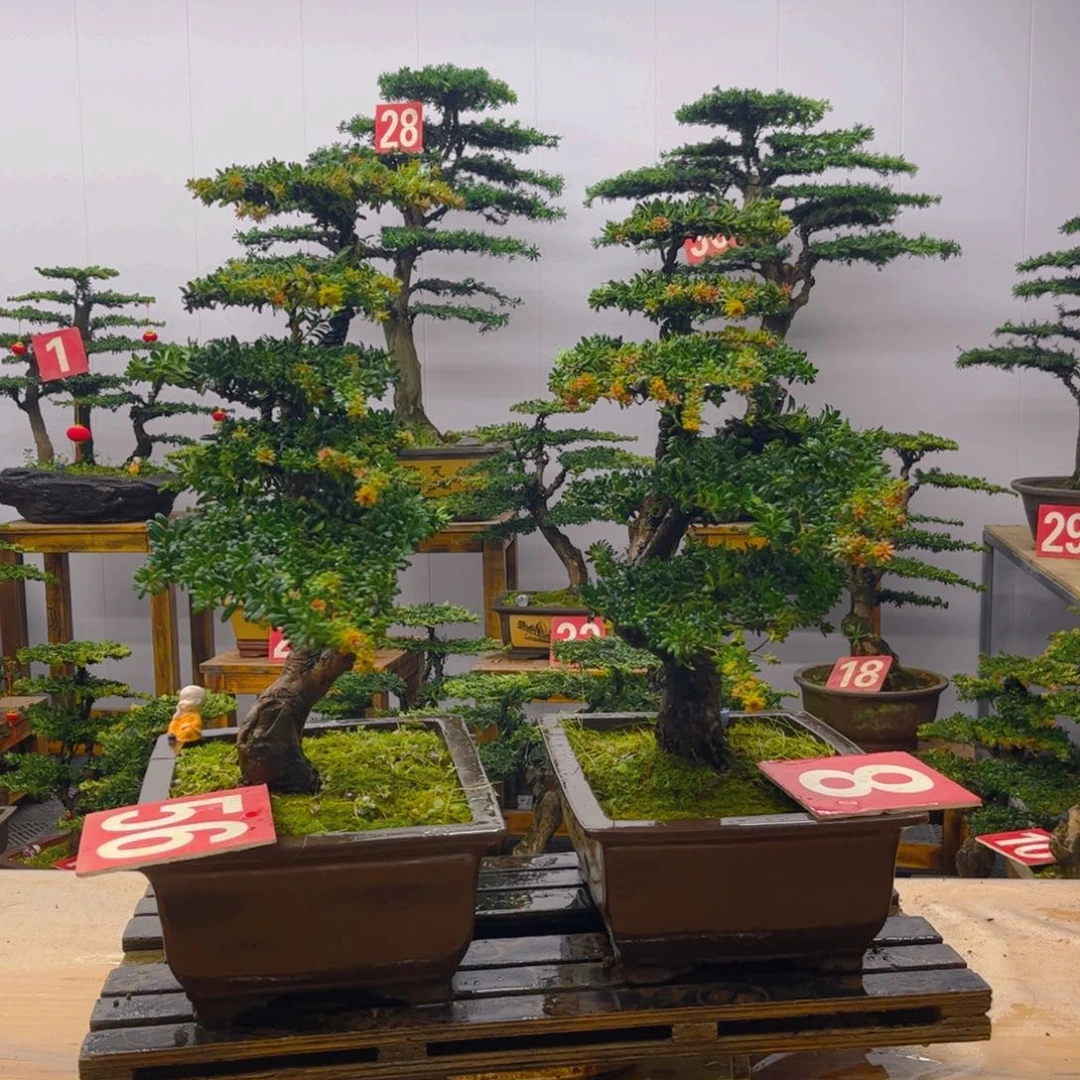 完全开放罗汉松盆景一对