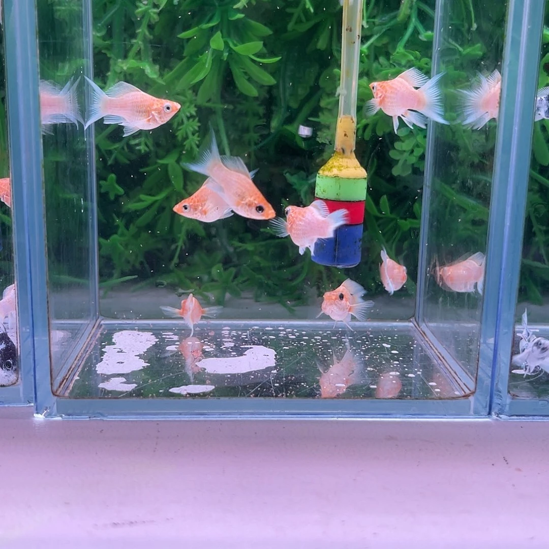 黑玛丽鱼6号玛丽苗子8+2备损