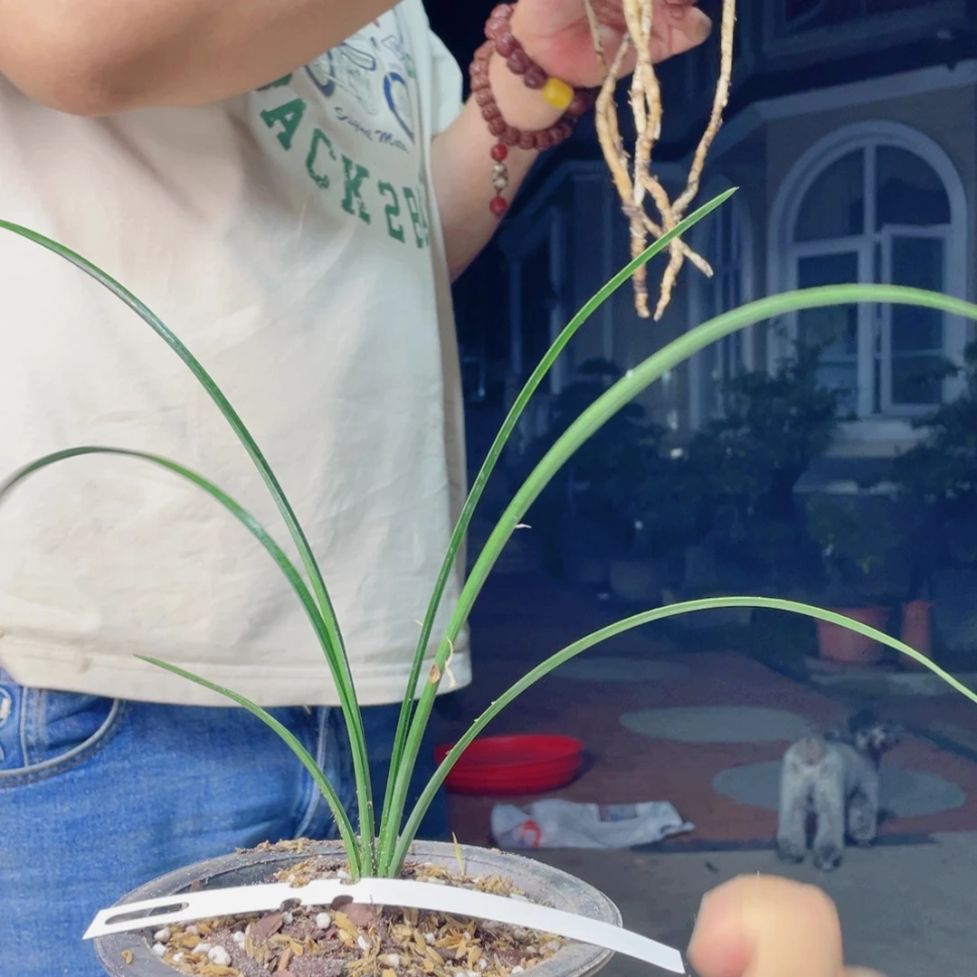 风***杨完全开放红素三星引种寄养