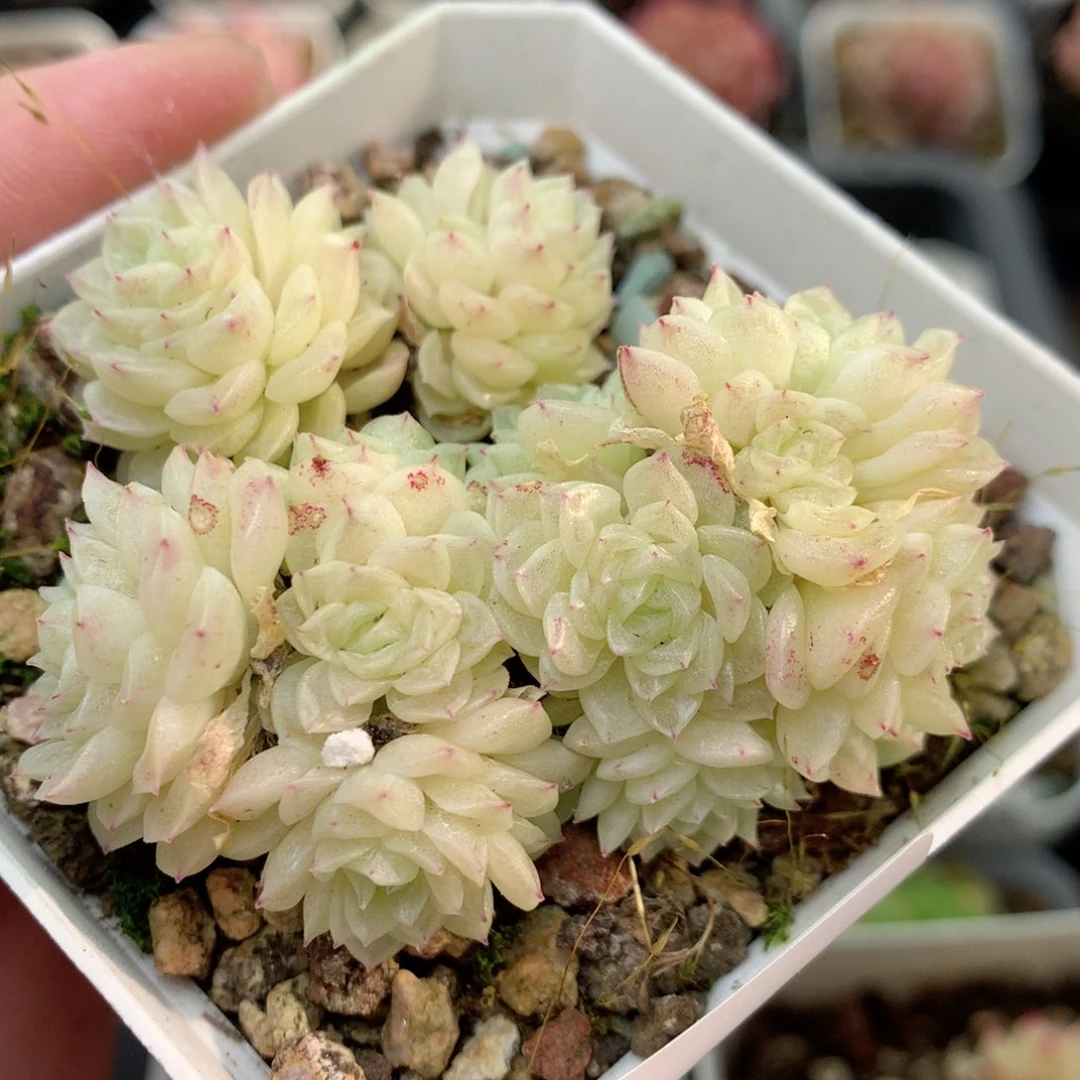 Q96圆脸白体褶皱小脸朵朵群两群