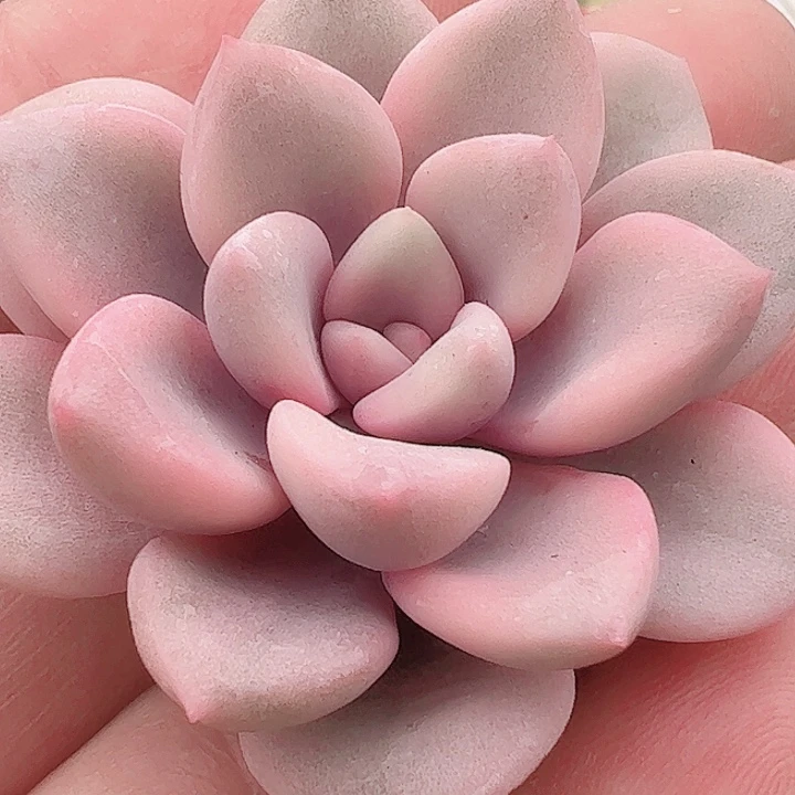 阿*多肉植物多肉植物