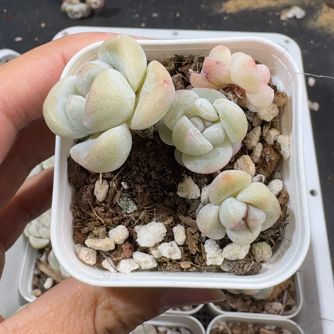 86号到手两颗，江北多肉