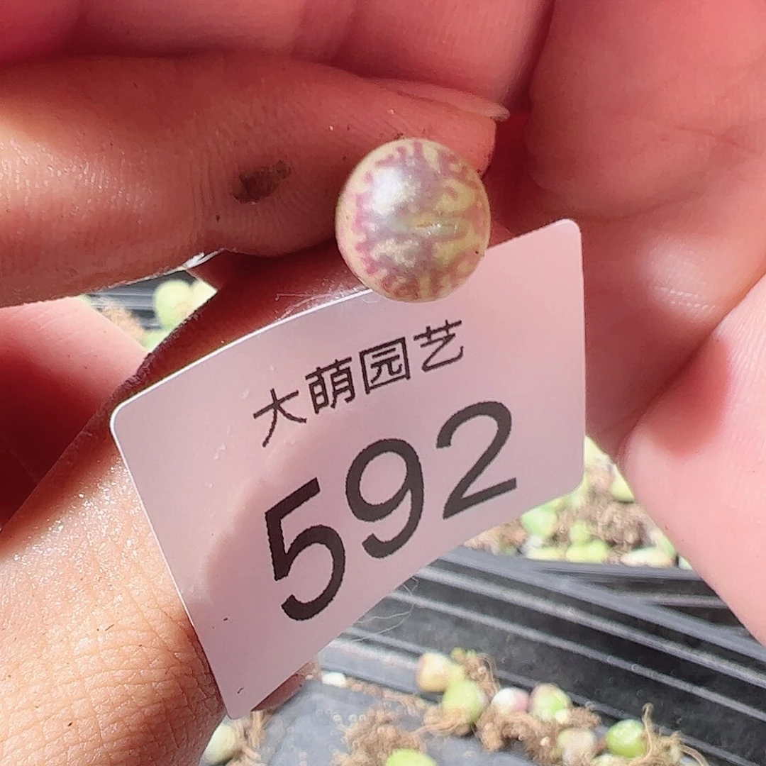 0000592 一物一拍……